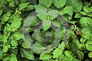 Mature lush Pogostemon cablin patchouli plant from above