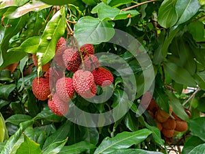 Mature Lychee fruits on tree ready to picking sweet photo