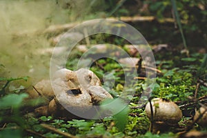 The mature Lycoperdon perlatum grows in the forest substrate. Numerous spores are in the air, the fungus has reached maturity