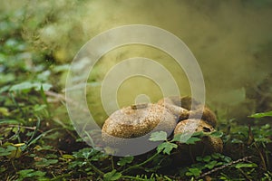 The mature Lycoperdon perlatum grows in the forest substrate. Numerous spores are in the air, the fungus has reached maturity