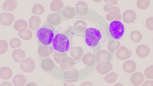 Mature lymphocyte on red blood cells background