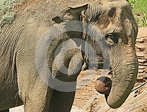 Mature male Asian elephant profile close up head detail