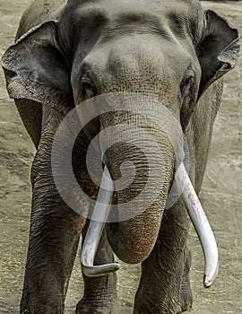 Mature male Asian elephant profile close up head detail