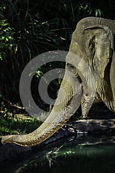 Mature male Asian elephant profile close up head detail