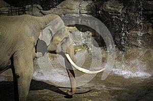 Mature male Asian elephant profile close up head detail