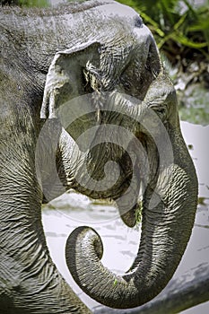 Mature male Asian elephant profile close up head detail