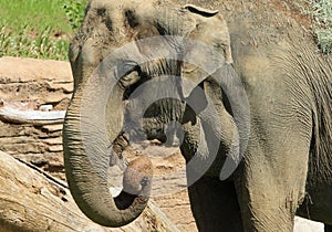 Mature male Asian elephant profile close up head detail