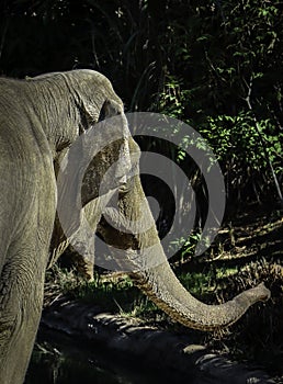 Mature male Asian elephant profile close up head detail
