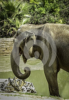 Mature male Asian elephant profile close up head detail