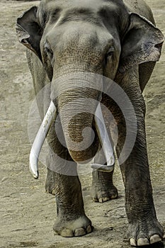 Mature male Asian elephant profile close up head detail