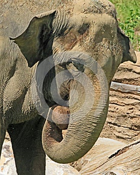 Mature male Asian elephant profile close up head detail