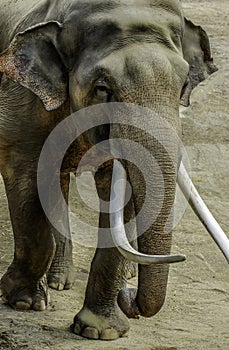 Mature male Asian elephant profile close up head detail