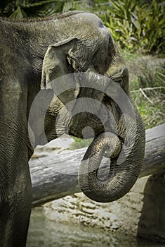 Mature male Asian elephant profile close up head detail