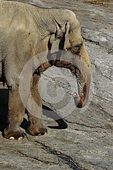 Mature male Asian elephant profile close up head detail