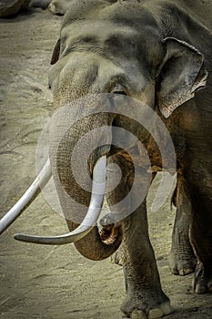 Mature male Asian elephant profile close up head detail