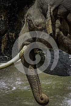 Mature male Asian elephant profile close up head detail