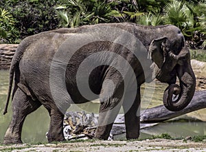 Mature male Asian elephant profile close up head detail