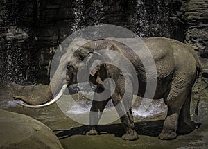 Mature male Asian elephant profile close up head detail