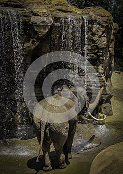 Mature male Asian elephant profile close up head detail