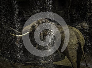 Mature male Asian elephant profile close up head detail