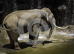 Mature male Asian elephant profile close up head detail