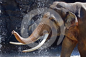 Mature male Asian elephant profile close up head detail