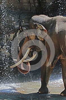 Mature male Asian elephant profile close up head detail