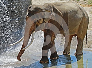 Mature male Asian elephant profile close up head detail