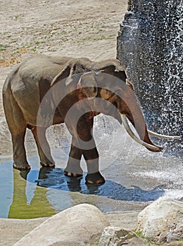 Mature male Asian elephant profile close up head detail