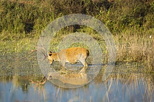 Mature Male Barasingha with Reflection in Watering Hole