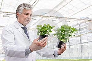 Mature male biochemist examining seedlings in plant nursery