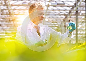 Mature male biochemist holding chemical in test tube with pipette in plant nursery