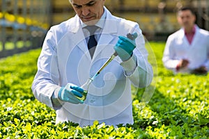 Mature male biochemist pouring chemical in test tube with pipette in plant nursery