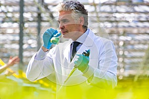 Mature male biochemist smelling chemical in test tube with pipette in plant nursery