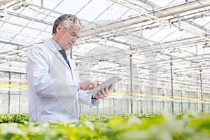 Mature male biochemist using digital tablet in plant nursery