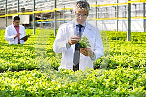 Mature male biochemists examining herb seedlings in plant nursery