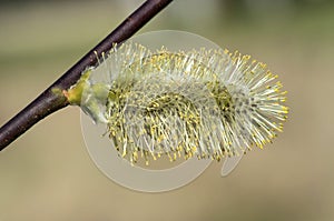 Mature male catkin at pollen release