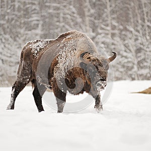 Mature male European bison in deep snow in Orlovskoye Polesie Na