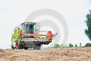 Mature male farmer driving harvester in field