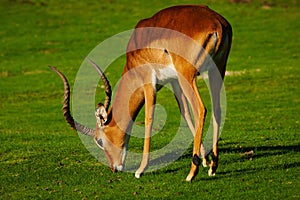 Mature male impala on a lawn