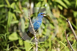 Mature Male Indigo Bunting