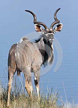A mature male Kudu - Namibia photo