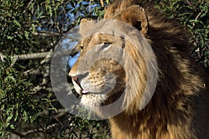 Mature male lion (Panthera leo)