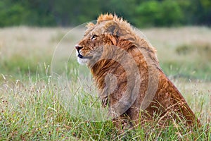 Mature Male Lion Portrait