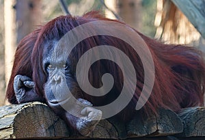 Mature Male Orangutan at Local Zoo