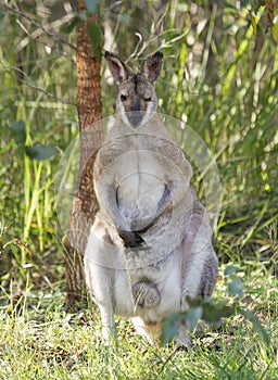 Mature male red-necked wallaby winks