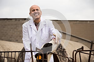 Mature Male vet employee with dairy cattle in livestock farm