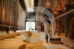 Mature Man Cleaning Cow Shed at Farm