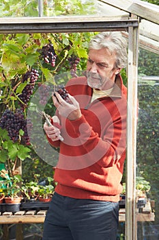 Mature Man Cultivating Grapes In Greenhouse