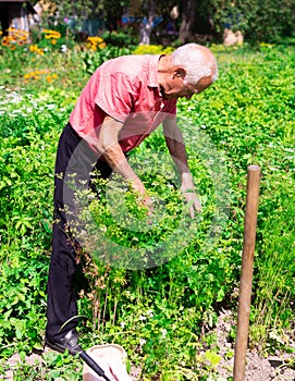 Mature man farmer working in a vegetable garden on manor